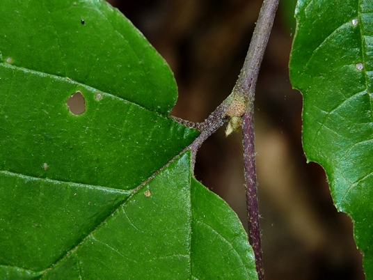 {Fothergilla major}